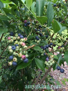 blueberry bush 1